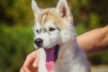 Portrait of a Siberian Husky puppy walking in the yard. One Little cute puppy of Siberian husky dog outdoors