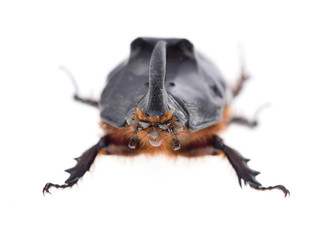 Closeup of rhinoceros beetle isolated on white background.
