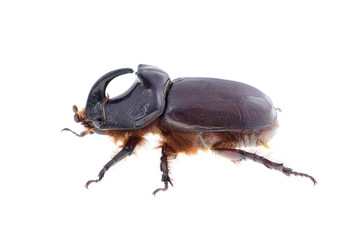 Closeup of rhinoceros beetle isolated on white background.
