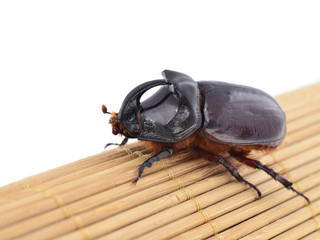 Closeup of rhinoceros beetle isolated on white background.