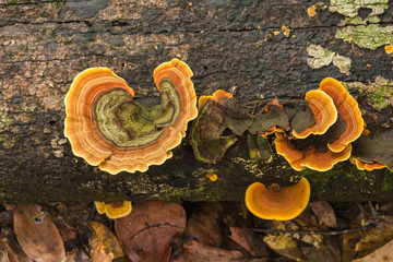 Mushrooms in the forest