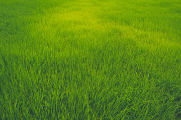 Obraz premium green field