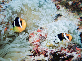 Naklejka na ściany i meble Clownfish, Amphiprion ocellaris