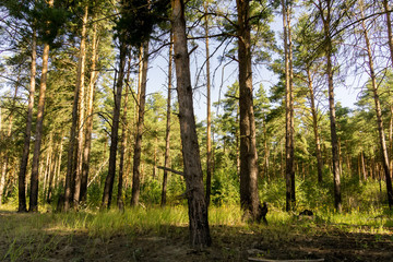 Fototapeta na wymiar Pine Forest in the Morning