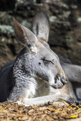 Kangaroo sleeping