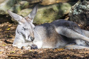 Kangaroo sleeping