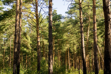 Obraz premium Pine Trees in the Morning