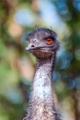 Emu bird staring
