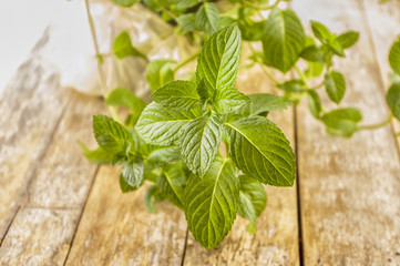 Fresh mint on rustic wooden background