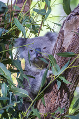 Obraz premium Koala eating leafs on the tree