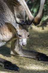 Baby kangaroo in a pouch