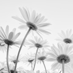 Close up of white flowers daisies - 115493570