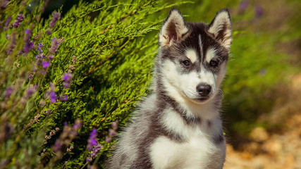 Obraz premium Portrait of a Siberian Husky puppy walking in the yard. One Little cute puppy of Siberian husky dog outdoors