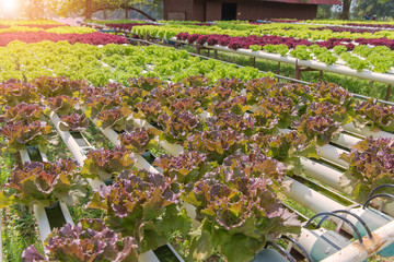 Organic hydroponic vegetable in the cultivation farm