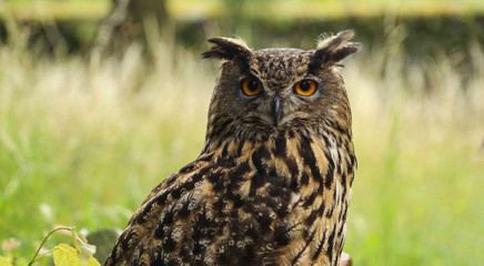 owl
