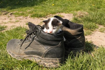 Small baby black white cut sitting in dirty trekking boots. Around green grass. © Monik-a