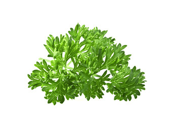 Green leaves of parsley isolated on white background