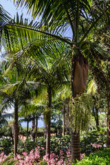Madeira island, green park, landscape, botanical garden Monte
