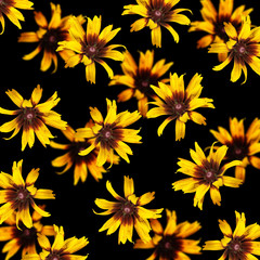 Fototapeta na wymiar Delicate floral background of flowers yellow rudbeckia 