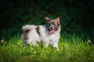 Happy papillon puppy walking outdoors in summer © Rita Kochmarjova