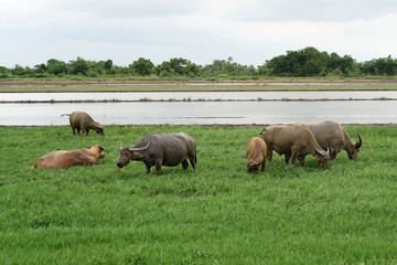 asian water buffalo or bubalus bubalis