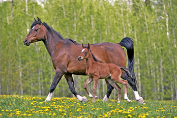 Fototapeta premium Proud Bay Mare and few week old Foal trotting together in spring meadow