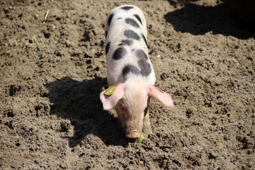 Kleines Ferkel im Tierpark Nordhorn
