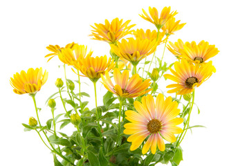 Isolated yellow Osteospermum flower blossoms