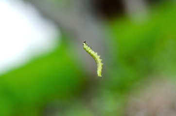 Little green caterpillar