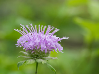 美しい薄紫のモナルダ
