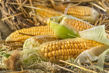 Freshly harvested corn in the straw on rustic wooden background © DDsign