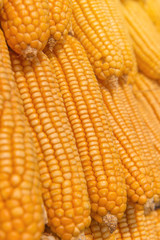 Sweet Corn of Agricultural products in farm