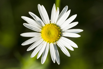 Fototapeta premium Wildflowers chamomile