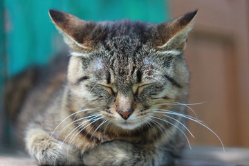 Спящая серая полосатая кошка