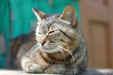 Спящая серая полосатая кошка