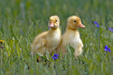 Two few day old Duckling standing together in grass with violet flowers