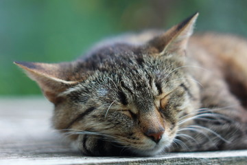 Спящая серая полосатая кошка