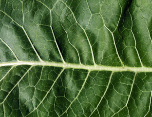 Abstract green leaf texture.