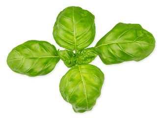 closeup macro shot of basil leafs isolated / Nahaufnahme Makro von Basilikum Blättern isoliert