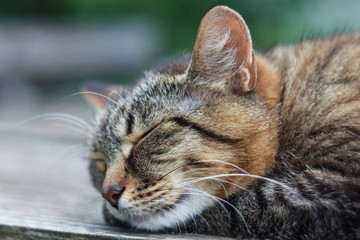 Fototapeta na wymiar Спящая серая полосатая кошка