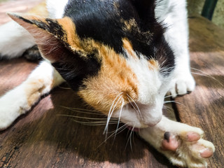 Beautiful Calico Cat cleaning itself in strange position. Animal portrait closeup.
