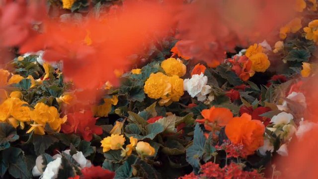 Camera shoots flowers of the begonia, gerbera, bellflower in motion