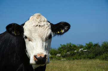 Curious cow watching