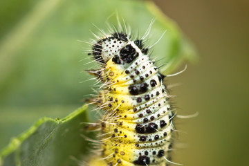 close up of colorful caterpillar climbing a leave stem