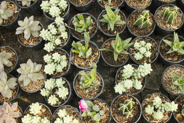 Cactus and succulent from top view