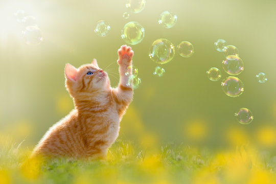 Fototapeta junges Kätzchen spielt mit Seifenblasen, bubbles