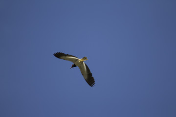 Flying Red-wattled lapwing