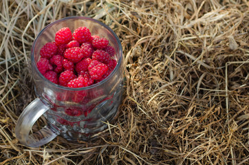 Raspberries in a glass mug on a background of rustic straw.
