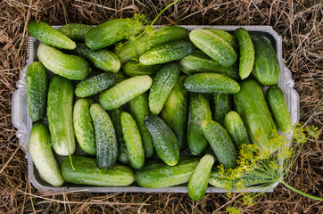 Cucumbers in a tray on a hay background.