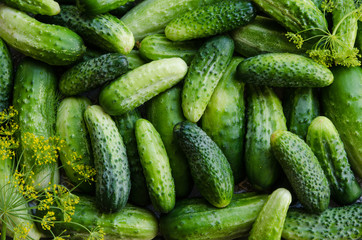 Preserving cucumbers background.
